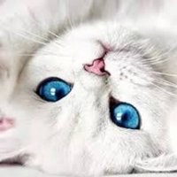 Kitty wants Liberty & Justice for ALL!(@PatGumaer) 's Twitter Profile Photo