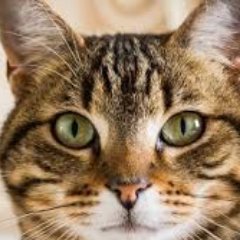 catto_fidel Profile Picture