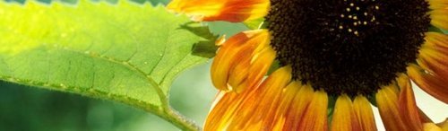 SunflowerCouns Profile Picture