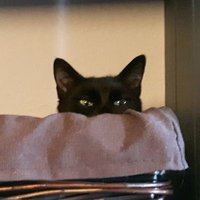Robin (they/fae) (@duttfisch) 's Twitter Profile