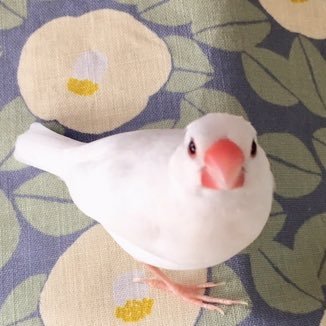 ミドさんのプロフィール画像
