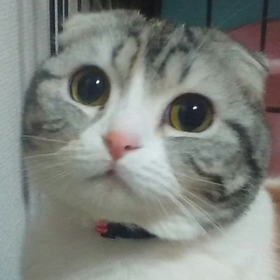 🗡️トールⅡ世🛡️さんのプロフィール画像