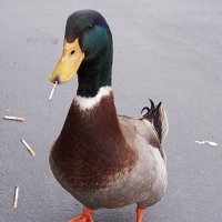 App State Ducks (@asuducks) 's Twitter Profile