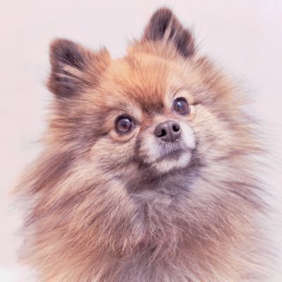 I'm Siri the Pomeranian! Everyone calls me a diva | 💌 Let's be friends Sirithepom@gmail.com