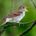 A Yorkshire nightingale (@anightingale5) Twitter profile photo A Yorkshire nightingale (@anightingale5) Twitter profile photo
