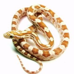 爬虫類好き！！！ コーンスネーク🐍飼おうと思います！おススメや飼い方などを知りたいです！ 無言フォロー失礼します！