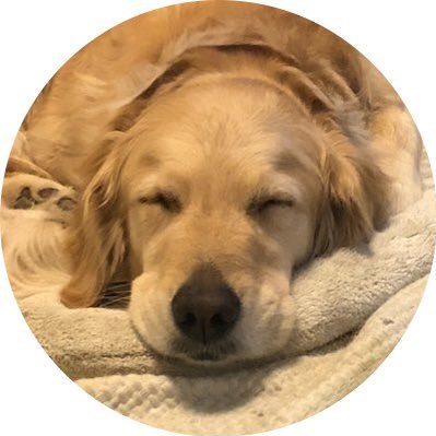 歩希 あき En Twitter ゴールデンレトリバー ラインアイコン 家族のラインのアイコンがみんなきなこw 1枚目 私 2枚目 父 3枚目 母