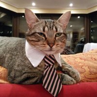 Pizpi the Cat(@PizpiCat) 's Twitter Profile Photo
