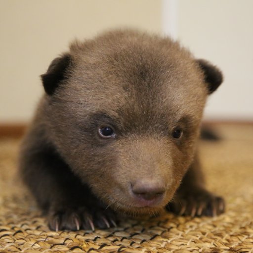 We rescue orphaned brown bear cubs, raising them and release into the wild. 229 bear cubs have been released into the wild in the past 23 years.