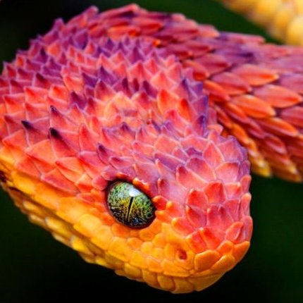 As anyone can clearly see from my(Totally and Completely Accurate) profile pic, I am a variable bush viper. I enjoy The Fandoms. Nice to meet you u_u | they