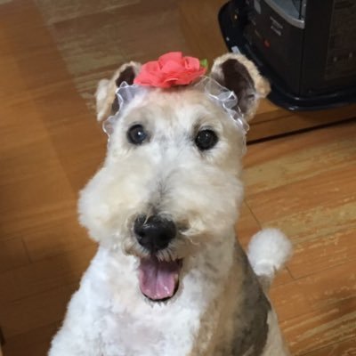 タクワン 愛犬家 Pa Twitter 犬種紹介シリーズ 第14弾 イビザン ハウンド 原産地 スペイン 体高60 72cm 体重23kg前後 大型犬 価格 ペットタイプ 主に輸入 ショータイプ 主に輸入 一言コメント エジプトの王墓に描かれている猟犬鹿のような優美なボディが特徴