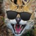 servalposting (@sereneserval) Twitter profile photo servalposting (@sereneserval) Twitter profile photo