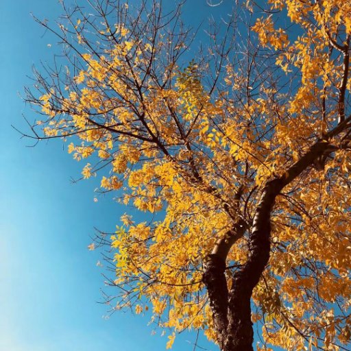 etQSu3O2ismlI13's profile picture. 😇plywood supplier from China Dongstar  Wechat and what'sApp:0086 15053961666 E-mail:born@chinabetterway.com