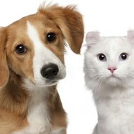 Unique Grooming Moisturizers for your Dog's Skin & Coat. https://t.co/iaGlEppuAK
