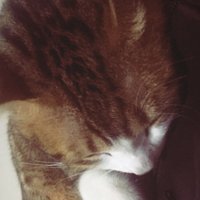 Umiwued (@umiwued) 's Twitter Profile