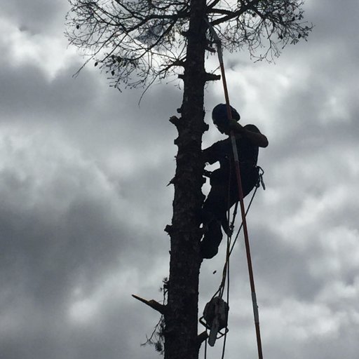 || ISA Certified Arborist || Holistic tree care specialists in and around Santa Fe, New Mexico. (505) 819-3649