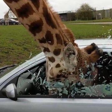 incodgnito's profile picture. ?