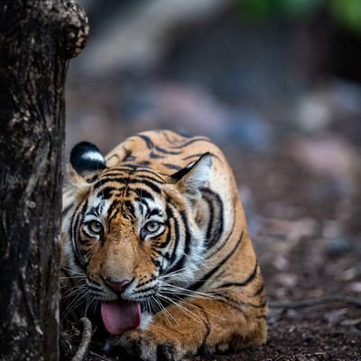 sureshselvamani's profile picture. தமிழன் | சாமானியன் | நாமக்கல்காரன் | Belongs to the Dravidian stock 🖤🖤