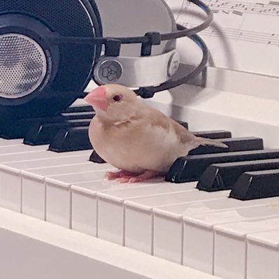 ぴずさんのプロフィール画像