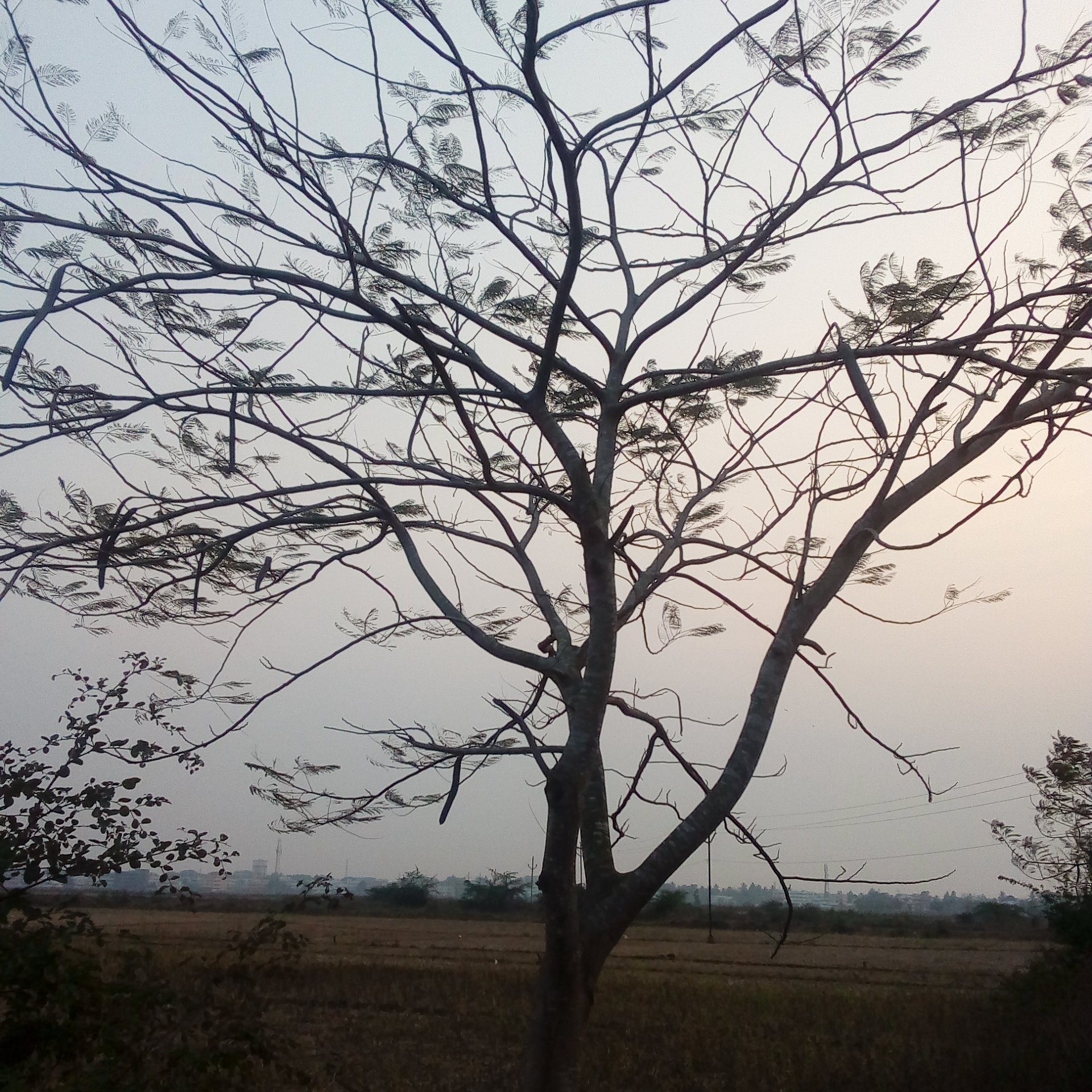 mehappypuppet's profile picture. Tom Felton Fan from India