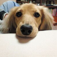 なかでやんす (@spike1615) 's Twitter Profile