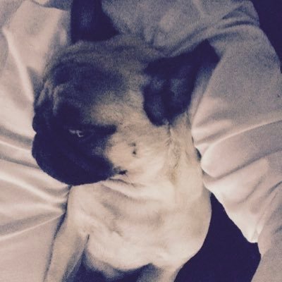 vitorv8888's profile picture. 