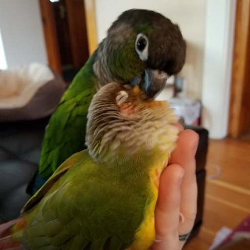 ACupOfConure's profile picture. Bird Photos || Bird Art || Bird Goodies || ☕🐦 ||
Find Art & Retweets @brushfeather