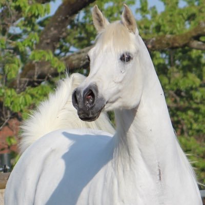 Breed and Train noble egypt 🇪🇬 and polish 🇮🇩 arabian horses. Placed at the beautiful chiemsee 🏝 in Germany 🇩🇪               🙋🏻‍♂️ Lukas Feil