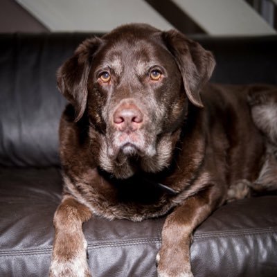 Passionate Photographer of pets, people and places. #lumixg9 & #eosr6 owner. Athletics Fan & Liverpool Supporter. Human owned by Bolt (chocolate lab).