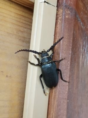 boroda7805's profile picture. Я художник- я так вижу!🙃