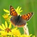 Nottinghamshire County Butterfly Recorder (@tinytreasures56) Twitter profile photo
