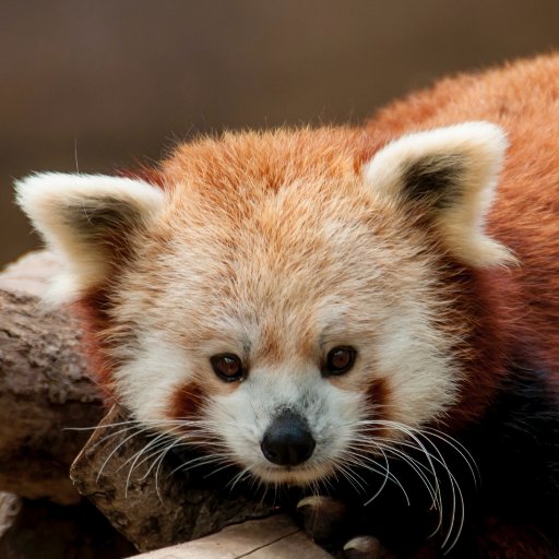 A red panda enthusiast