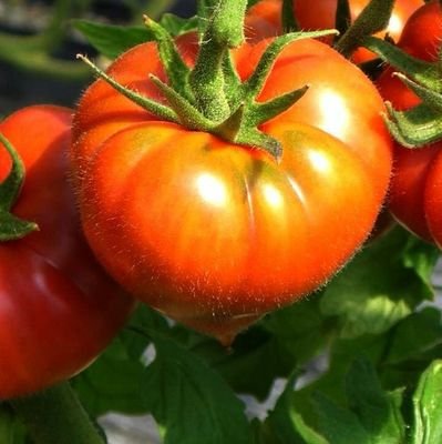 長崎県西海市大島町にあります(株)大島造船所農産グループによる公式Twitterです。「地域と共に」をモットーに高糖度トマト栽培を始めて今年で33年目を迎えます。沢山の魅力を発信しますのでお気軽にフォロー&いいね👍をお願いします。 https://t.co/fE9UcZ19Ez #大島トマト