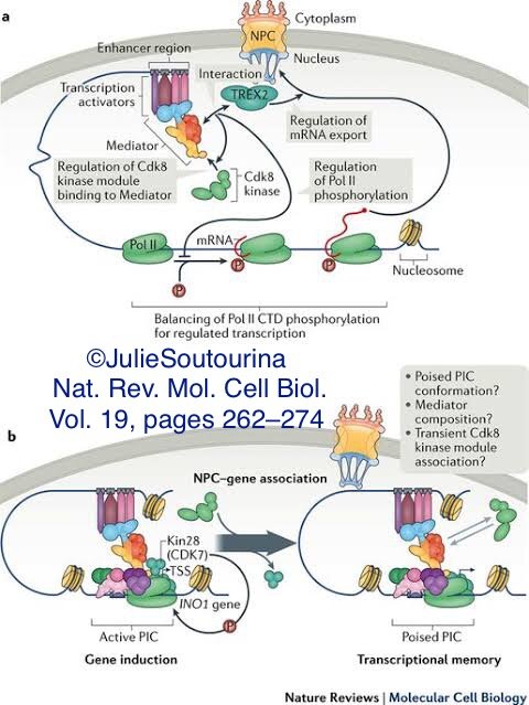 Mediator kinases | Bone biology in health & diseases | osteoblastogenic & anti-osteoclastogenic compounds | ML & chembioinformatics | NAD+ | RT≠endorsement