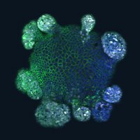 Monash BDI Organoid Program (@monashorganoids) 's Twitter Profile Photo Monash BDI Organoid Program (@monashorganoids) 's Twitter Profile Photo