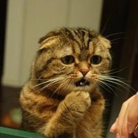 おでんでん (@aborted) 's Twitter Profile Photo