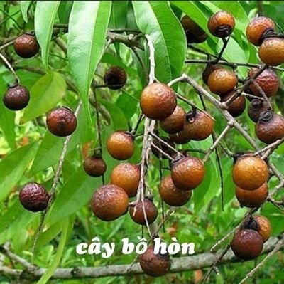 bán nước rửa chén làm từ quả Bồ Hòn