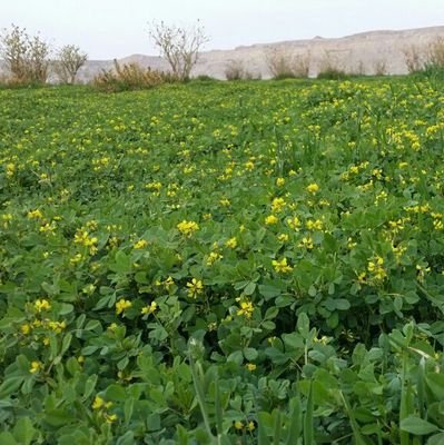 لذاتي تقديس ولنفسي عليّ حق ..
محب ومتذوق للشعر ..
اغرد ما يروق لي ..

لو غبت اذكروني بدعوة ..