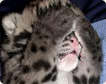 cloudedleopard2's profile picture. I want to help save the endangered clouded leopards, so I am going to need some help