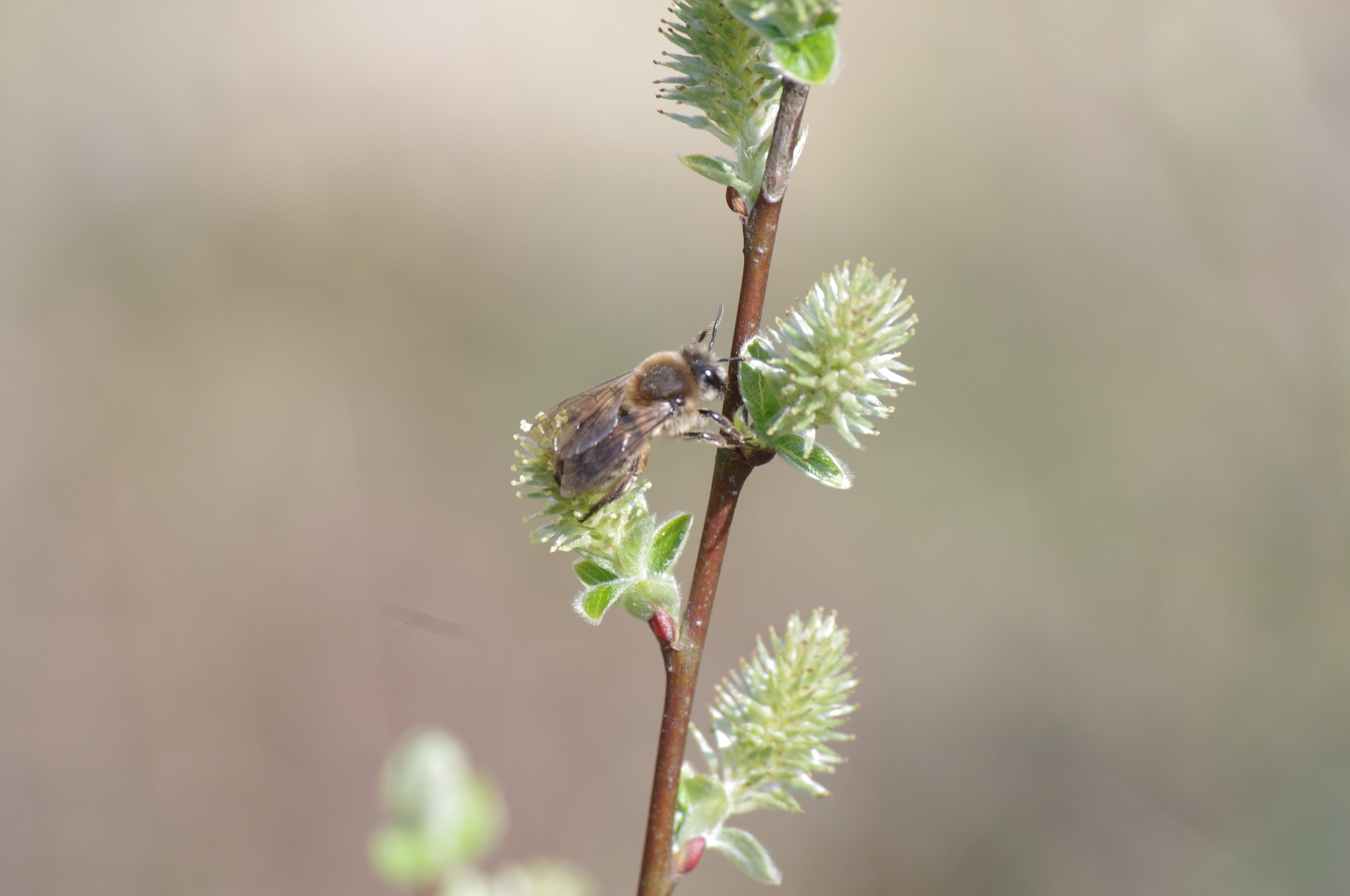 Ecosystemen | Natuurcafé Lelystad | Hymenoptera | Buckfastbijenteelt | Natuur in Lelystad | KNNV onderzoek insecten Marker Wadden | urban insects and ecology