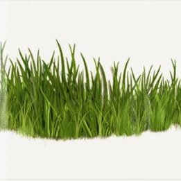 草bot 大麻や 大麻から生成されたマリファナ ガンジャなどの麻薬を指す隠語の一つ グラス Grass ウィード Weed ハーブ Herb とも いずれも 草 を意味するが種類は異なる 草bot 大麻や 大麻から生成されたマリファナ ガンジャなどの麻薬を指す隠語の一つ グラス Grass ウィード Weed ハーブ Herb とも いずれも 草 を意味するが種類は異なる