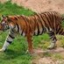 @Tigar (@tigar35216222) Twitter profile photo @Tigar (@tigar35216222) Twitter profile photo