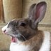 I Am Rabbit , Hear Me Roar (@Mark76367454) Twitter profile photo