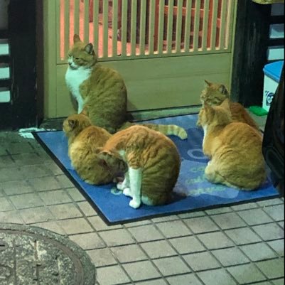 kawauso29's profile picture. なんでも食べる、よく食べる。太ましい人。お酒も飲む。よく歩く。猫が好き。