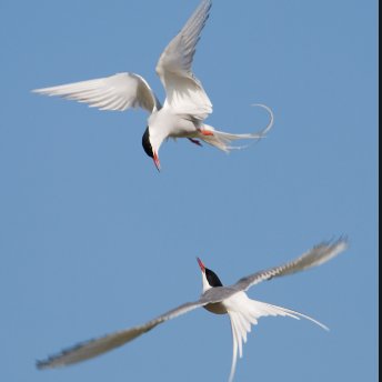 AineAloisia's profile picture. 