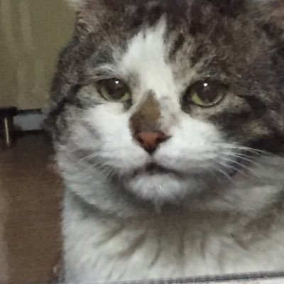 Puppy Cat Clinic 足立幸蔵さんのプロフィール画像