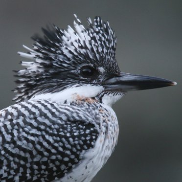 ヤマセミを中心に週末はヨンニッパ400㎜F2.8を持出し野鳥撮影を楽しんでます。アオサギ＆シメ大好き！ヤマセミと女子高生の漫画「ヤマセミガール」も執筆中！漫画のブログ→ https://t.co/QQvZyj9s9d
鉄道は103/115/185系。植物の撮影やオールドレンズのスナップ撮影など。