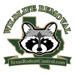 #Critter #Removal Svc. in San Antonio & #Austin #Texas #SanAntonioTx #Atx https://t.co/4hq0E6In1z