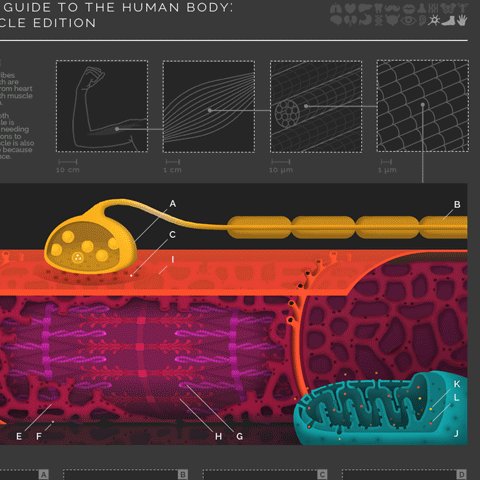 SES_UoB's profile picture. Develop your knowledge of biomechanics, physiology and psychology. You will understand how humans function in sport, physical activity and health environments.