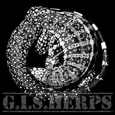 G.I.S.Herps is an investment quality reptile hobbyist and breeder with over 25 years experience. Great Investment Saurians Herpetological at your service!